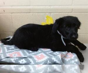 German Shepherd Dog Dogs for adoption in Downey, CA, USA