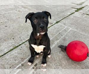 American Pit Bull Terrier-Unknown Mix Dogs for adoption in McKinleyville, CA, USA