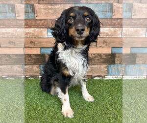 Spaniel-Unknown Mix Dogs for adoption in Corona, CA, USA