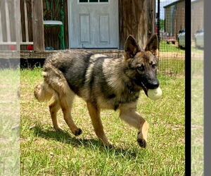 German Shepherd Dog-Unknown Mix Dogs for adoption in Brewster, NY, USA