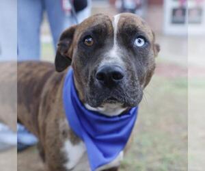 American Staffordshire Terrier Dogs for adoption in San Antonio, TX, USA