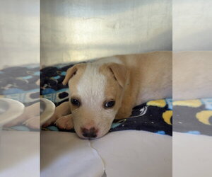 Mutt Dogs for adoption in Amarillo, TX, USA