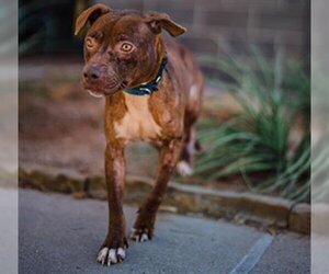 American Pit Bull Terrier-Unknown Mix Dogs for adoption in Waco, TX, USA