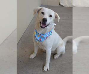 Labrador Retriever-Unknown Mix Dogs for adoption in McKinney, TX, USA