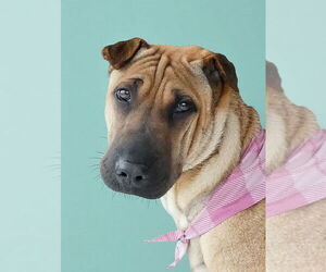 Chinese Shar-Pei-Unknown Mix Dogs for adoption in Pasadena, CA, USA