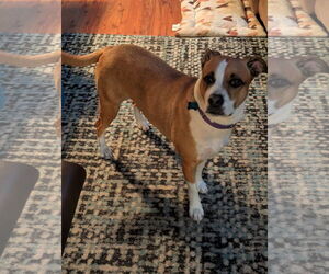 Boxer-Unknown Mix Dogs for adoption in Garner, NC, USA