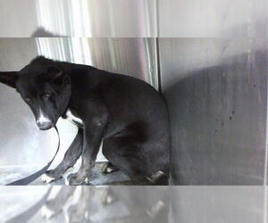 German Shepherd Dog Dogs for adoption in Downey, CA, USA