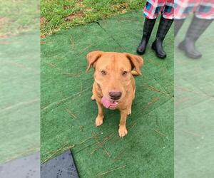 Chinese Shar-Pei-Labrador Retriever Mix Dogs for adoption in West Palm Beach, FL, USA