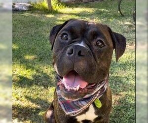 Boxer Dogs for adoption in Costa Mesa , CA, USA