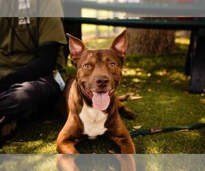 American Pit Bull Terrier Dogs for adoption in Orlando, FL, USA