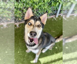 Siberian Husky-Unknown Mix Dogs for adoption in Rowlett, TX, USA