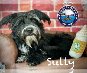 Mutt Dogs for adoption in Arcadia, FL, USA