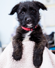 Medium Photo #1 Cairn Terrier-Unknown Mix Puppy For Sale in Anchorage, AK, USA