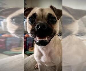 Pug-Unknown Mix Dogs for adoption in San Antonio, TX, USA