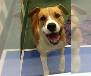 Boxador Dogs for adoption in Plano, TX, USA