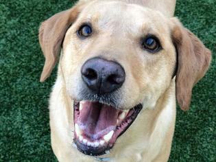 Small Labrador Retriever