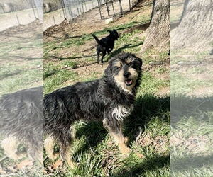 Mutt Dogs for adoption in Green Forest, AR, USA