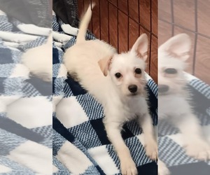 Maltipoo Dogs for adoption in Minneapolis, MN, USA