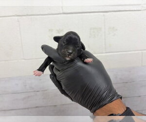 Mutt Dogs for adoption in San Bernardino, CA, USA