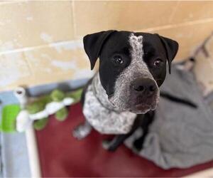 American Pit Bull Terrier-Unknown Mix Dogs for adoption in Tulsa, OK, USA