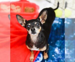Chihuahua Dogs for adoption in Chattanooga, TN, USA
