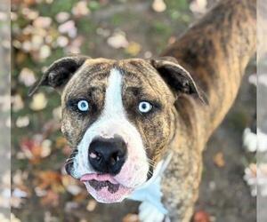 American Pit Bull Terrier Dogs for adoption in Tulsa, OK, USA