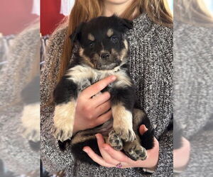 Border Collie-Unknown Mix Dogs for adoption in Garden City, NY, USA