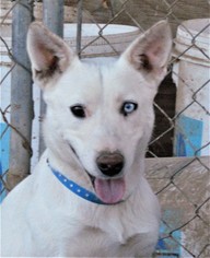 Alaskan Husky-Unknown Mix Dogs for adoption in San Tan Valley, AZ, USA