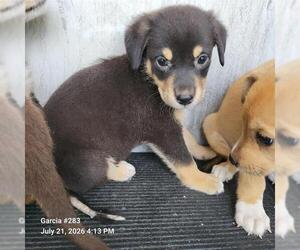 Mutt Dogs for adoption in San Antonio, TX, USA