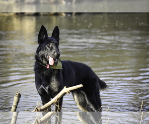 German Shepherd Dog Dogs for adoption in Bellbrook, OH, USA