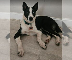 Border Collie-Unknown Mix Dogs for adoption in Lakewood, CO, USA