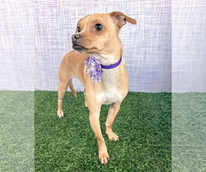 Medium Photo #7 Chihuahua-Unknown Mix Puppy For Sale in Corona, CA, USA