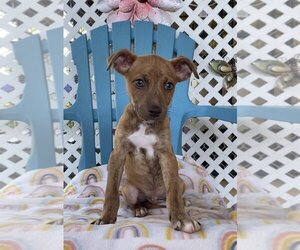 Mutt Dogs for adoption in Fayetteville, TN, USA