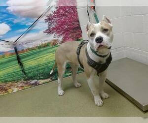American Pit Bull Terrier-Unknown Mix Dogs for adoption in Moreno Valley, CA, USA