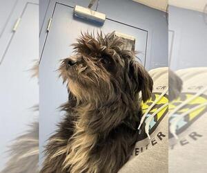 Lhasa Apso-Unknown Mix Dogs for adoption in Santa Cruz, CA, USA