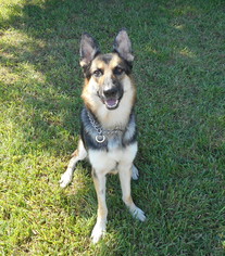 Medium Photo #1 German Shepherd Dog Puppy For Sale in Baton Rouge, LA, USA