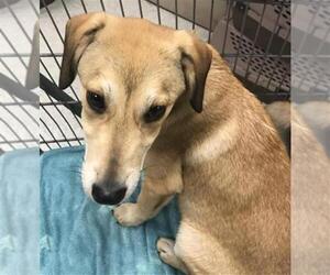 Labrador Retriever-Unknown Mix Dogs for adoption in Conroe, TX, USA