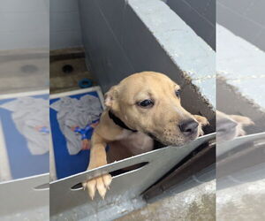 Bullboxer Pit Dogs for adoption in Evansville, IN, USA