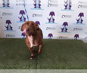 Labrador Retriever-Unknown Mix Dogs for adoption in Orlando, FL, USA