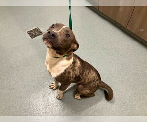 Medium Photo #2 American Staffordshire Terrier-Unknown Mix Puppy For Sale in Baytown, TX, USA