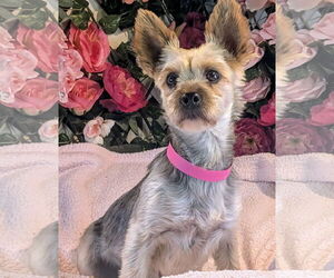 Mutt Dogs for adoption in Bon Carbo, CO, USA