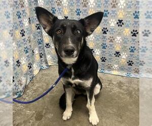 German Shepherd Dog-Unknown Mix Dogs for adoption in Rosenberg, TX, USA
