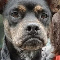Boston Terrier Dogs for adoption in Austin, TX, USA