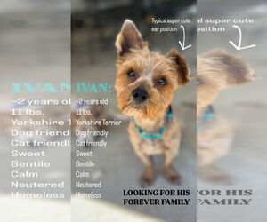 Mutt Dogs for adoption in Menifee, CA, USA