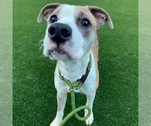 Catahoula Leopard Dog-Unknown Mix Dogs for adoption in Murfreesboro, TN, USA