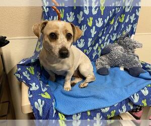 Chihuahua Dogs for adoption in Modesto, CA, USA