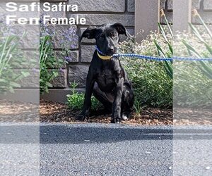 Labrador Retriever-Unknown Mix Dogs for adoption in Sterling, MA, USA