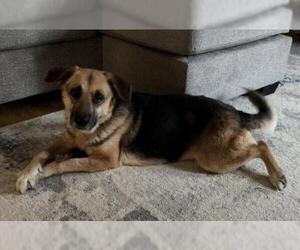 German Shepherd Dog-Unknown Mix Dogs for adoption in Roxboro, NC, USA