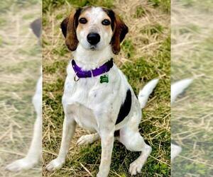 American Foxhound-Unknown Mix Dogs for adoption in Delaplane, VA, USA