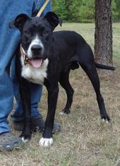 Boxer-Great Dane Mix Dogs for adoption in Jefferson, TX, USA